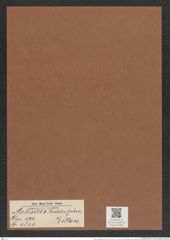 Auliscus biddulphia Kitton. (de-Toni-Nr.: Genus 171, Species 4345) Zeichnungen Sammlung Grunow Mappe 04306 (Herbarium_W_Grunow_drawings_Folder_04306)